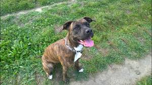 Highly intelligent and affectionate especially with children. Reasons Why You Should Own American Staffordshire Terrier Youtube