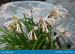 Image result for Cyrtanthus mackenii