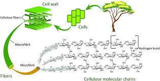Tee bee h is an online blogging website. Frontiers Non Woody Biomass As Sources Of Nanocellulose Particles A Review Of Extraction Procedures Energy Research