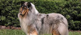 Small dog breeds are big dogs that come in small. Long Haired Dogs Top Breeds And Grooming Needs Petfinder