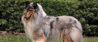 Small dog breeds are big dogs that come in small. Long Haired Dogs Top Breeds And Grooming Needs Petfinder
