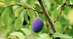 Challenges concerning fruit trees and grapevines as long lived woody perennial crops require adapted biotechnological approaches, if solutions are to be found within a reasonable time frame. Fruits How To Garden Advice