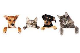 Maybe you would like to learn more about one of these? Everything You Need To Know About Owning A Pet In The Uae Things To Do Time Out Abu Dhabi