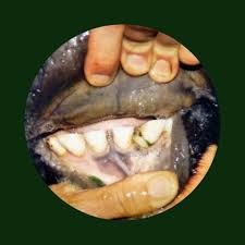 Maybe you would like to learn more about one of these? Cara Mengetahui Umur Sapi Paling Akurat Joynim Farm