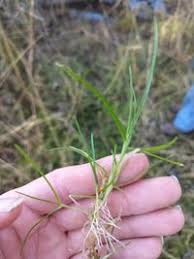 Image result for Poa binata