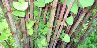 Image result for Fallopia