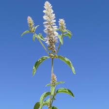 Image result for Nelsia quadrangula