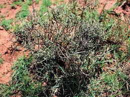 Image result for Plinthus karooicus