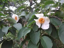 It comes from moist woodlands of korea and it is a tall shrub flowering in summer and has beautiful autumn foliage. Stewartia Pseudocamellia Trees And Shrubs Online