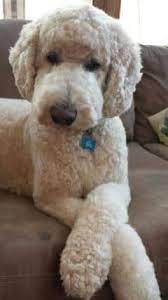 Poodle practise by fluffysheeps on deviantart. Beste 25 Doodle Haarschnitte Ideen Poodle Puppy Goldendoodle Grooming Poodle Dog