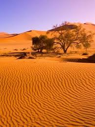 Pin On Desert
