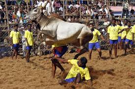 The three main venues where the sport will take place in are palamedu, alanganallur and avaniapuram. Why Are We Ignoring The Casteist Patriarchal Basis Of Jallikattu