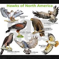 Hawk Birds Of Prey Animals Hawks Of North America Dark T Shirt By Wildlife Arts2 Cafepress Pet Birds Birds Of Prey Beautiful Birds