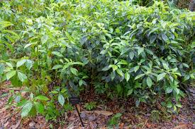 Image result for Psychotria succulenta