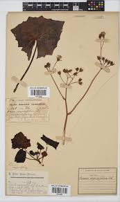 Image result for Senecio oxyriifolius