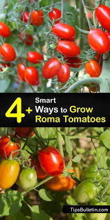 Too much early exposure to wind and sun can weaken or destroy young plants. 4 Smart Ways To Grow Roma Tomatoes