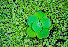 Image result for Wolffia arrhiza