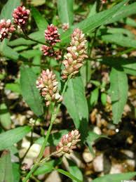 Image result for Persicaria nepalensis