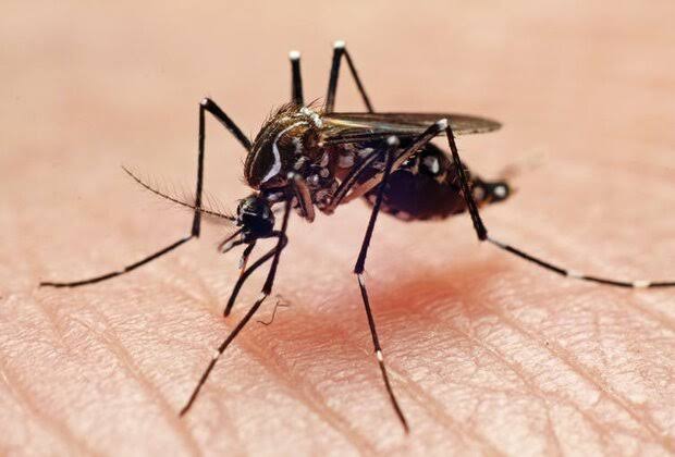 Natural Mosquito Repellents