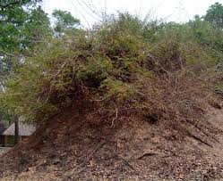 Image result for Acacia schweinfurthii
