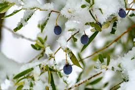 Mit einem mediterranen garten holen sie sich das urlaubsgefühl des sommers nach hause. Mediterrane Baume Winterharte Alternativen