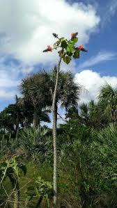 Image result for Erythrina madagascariensis