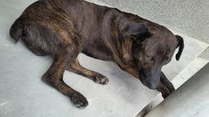 SIGUE EN LA CUADRA desde el 30! 5 e/ 33 y 34 parece perdido. Compartir  porfavor La señora que vive en frente nos contó que lo encontró el 26/12 en  10 y