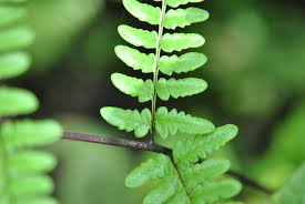 Image result for Pityrogramma aurantiaca