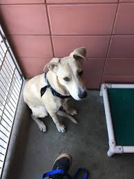 I Volunteer At An Animal Shelter Near Me Here Are Some Of The Puppers And Doggos I Walk Http Ift Tt 2lweryu Animal Shelters Near Me Animal Shelter Animals