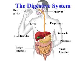 The stomach is continuous with the esophagus at the cardiac sphincter and with the duodenum at the pyloric sphincter. The Digestive System Oral Cavity Pharynx Esophagus Liver Stomach Ppt Video Online Download