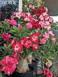 Tanaman ini berbunga sepanjang tahun, tapi yang terbaik adalah mekar di musim semi dan musim panas. Adenium Banjir Bunga Thehijau Com