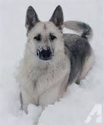 Black And Silver German Shepherd Puppies For Sale Near Me Black And Silver Sable German Shepherd Yahoo Image Search Results German Shepherd Dogs German Shepherd Puppies Shepherd Dog