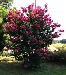 We did not find results for: Crepe Myrtle Trees To Plant Amazing Flowers Planting Flowers