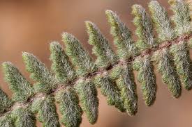 Image result for Cheilanthes perlanata