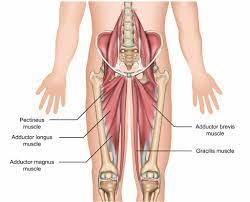 Groin irritation and groin infection can be painful and annoying. Men S Groin Pain What S So Hip About It Lakeview Physiotherapy Blog