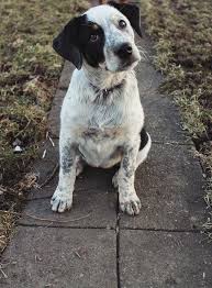 Cute Mixed Breed Cattle Dog Maybe Jack Russell X Blue Heeler Labrador Mix Australian Cattle Dog Cattle Dog