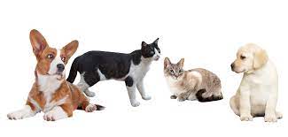 Maybe you would like to learn more about one of these? Foreclosed Upon Pets Inc Animal Rescue Care Fostering And Adoption