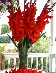 Red Gladiolus Value Bag Anniversary Flowers 40th Wedding Anniversary Party Ideas 40th Anniversary Party