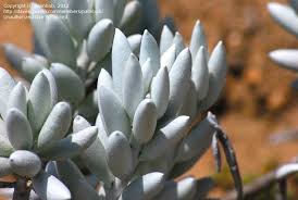 Image result for Caputia