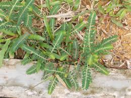 Image result for Phyllanthus fraternus