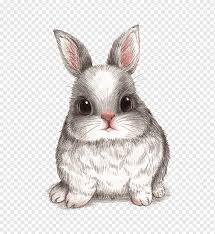 Conejo de dibujos animados, conejo pintado a mano, conejito, conejo gordo  png | PNGWing