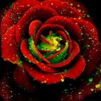 Sep 26, 2016 · flowers are one of mother nature's most beautiful creations. Most Beautiful Flowers In The World Home Facebook
