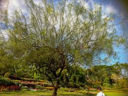 Image result for Parkinsonia aculeata