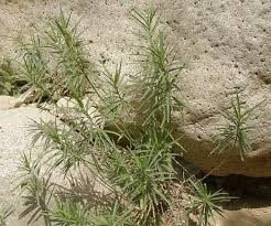 Image result for Kanahia laniflora