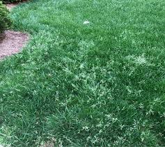 Image result for Poa