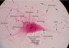 neuron slide labeled biology classroom human anatomy