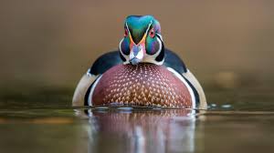 North America Bird Identifier By Picture Pin On Grandmas Room