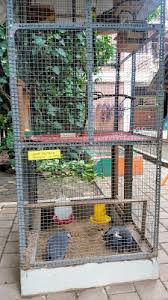 Mengatasi lovebird betina galak saat dijodohkan. Yyz4pxvmprx30m