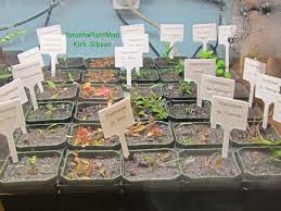 In emersed conditions it grows slower than the submersed conditions i have it in however it is still growing/spreading. How To Grow Aquatic Plants Emersed