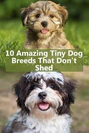 Pin On V S Dog S That Don T Shed